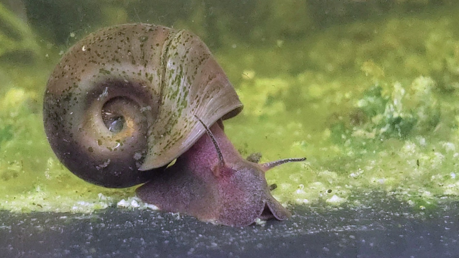 Saving a Magnificent Snail | Applied Ecology | NC State University