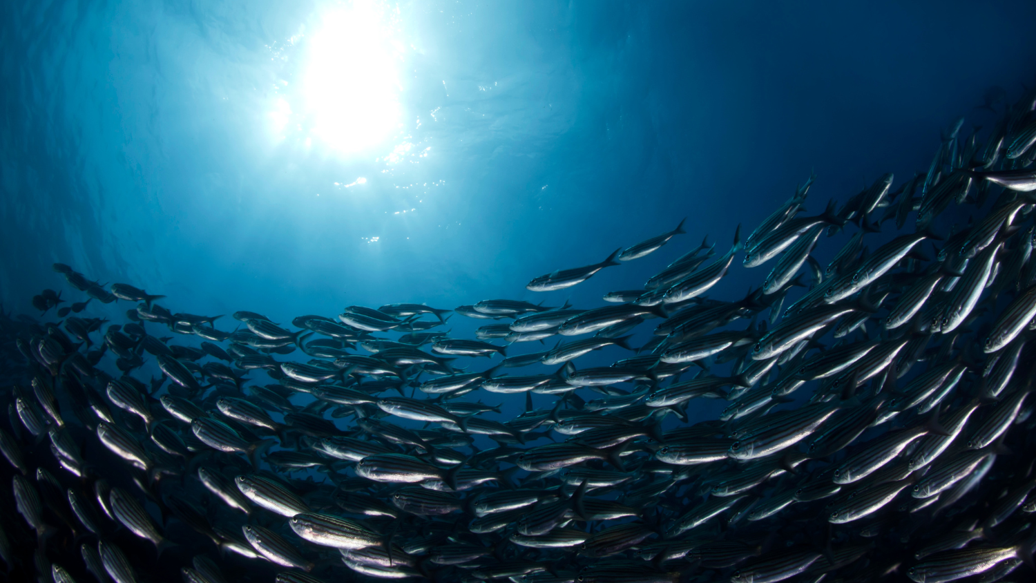 Photo of a school of fish from below with sunshine