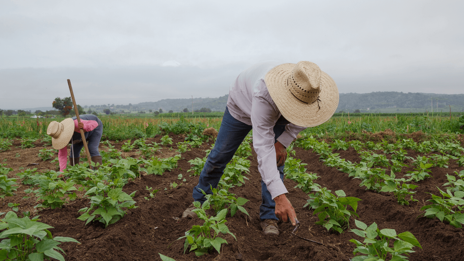 Two farmworkers in a field tending to crops