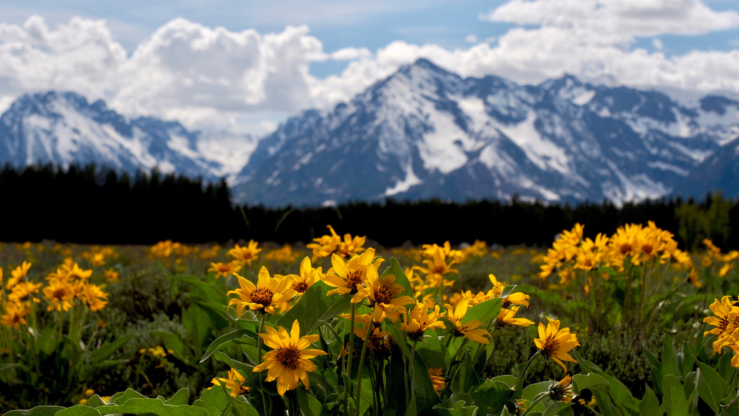 A view of flowers with a backdrop of snow covered mountains.