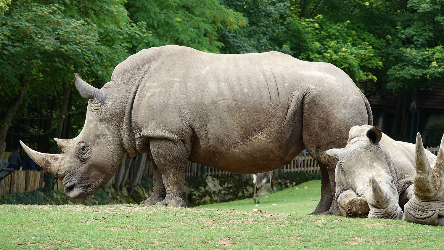 a greyish rhinoceros stands on a grassy hill; several other rhinos are sleeping on the ground nearby