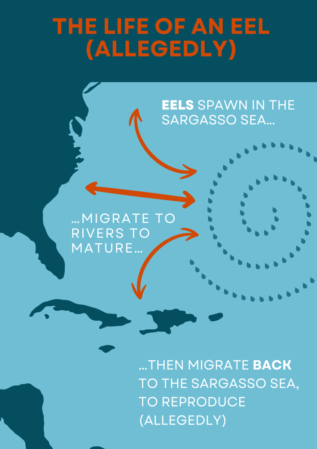 American Eel 101 with Ambar Torres Molinari | Applied Ecology | NC ...