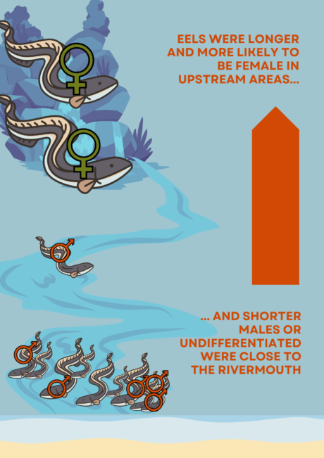 Graphic showing large, female eels upstream, then small male or undifferentiated eels downstream. Graphic text: Eels were longer and more likely to be female in upstream areas, and shorter males or undifferentiated were close to the rivermouth.