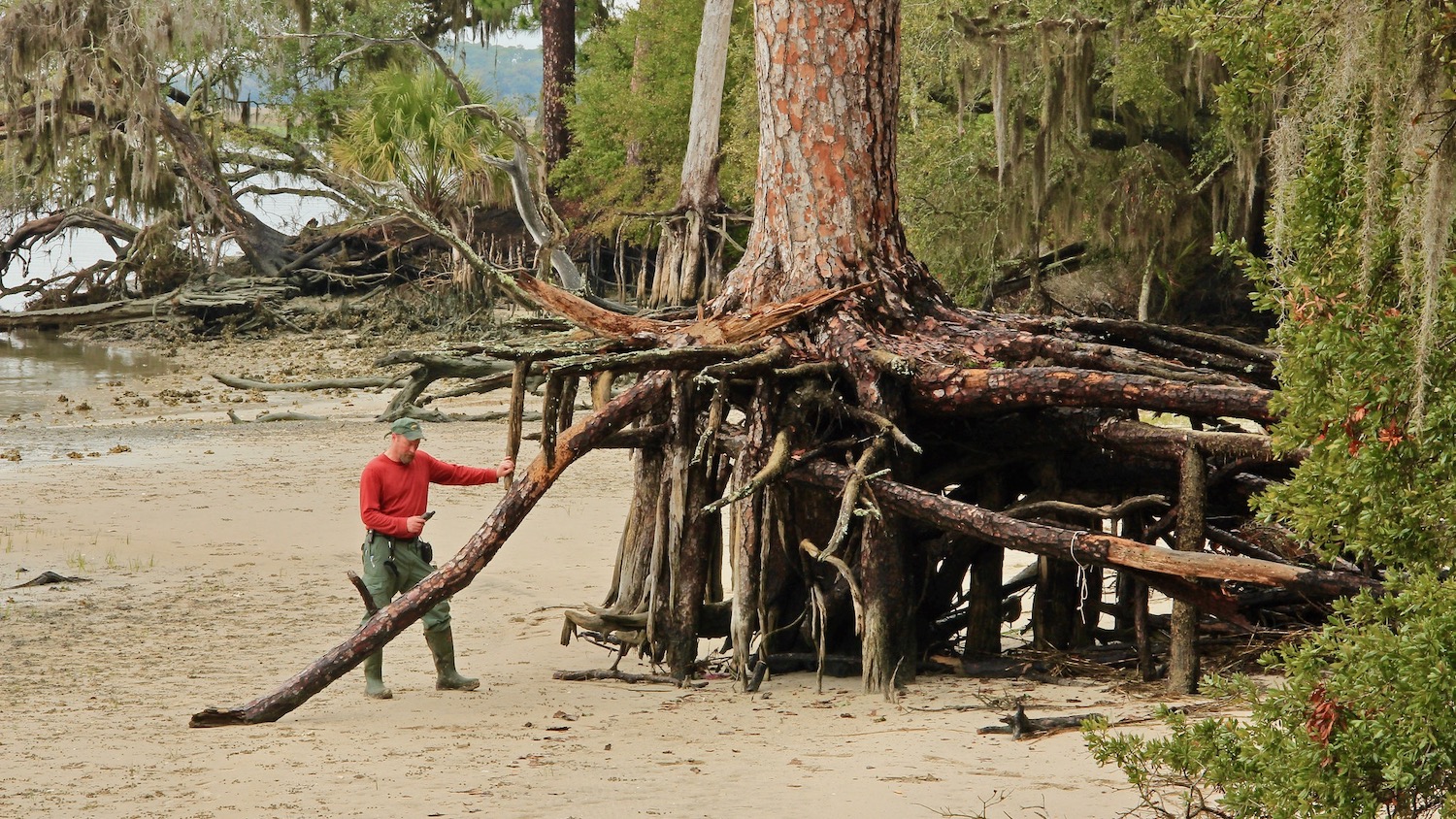 A person stands next to the exposed roots of a large cedar tree on a beach.