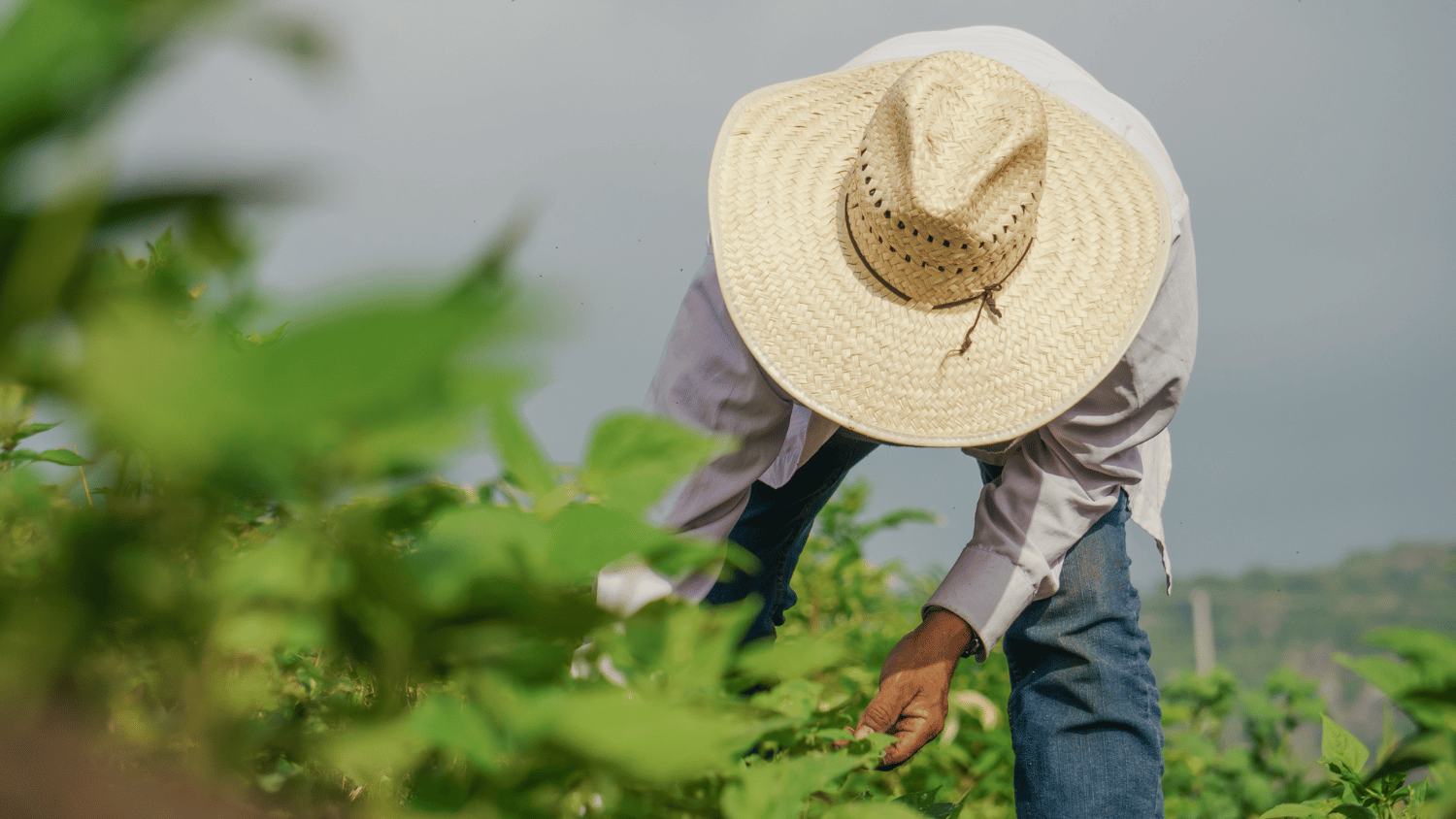 Farmworker in a field
