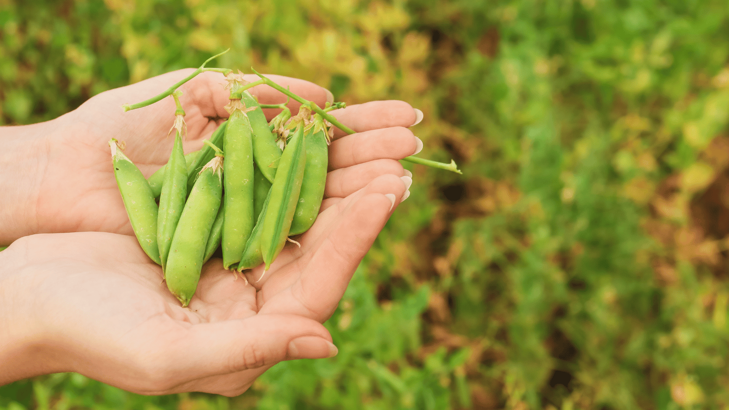 Peas being held by a hand over a field