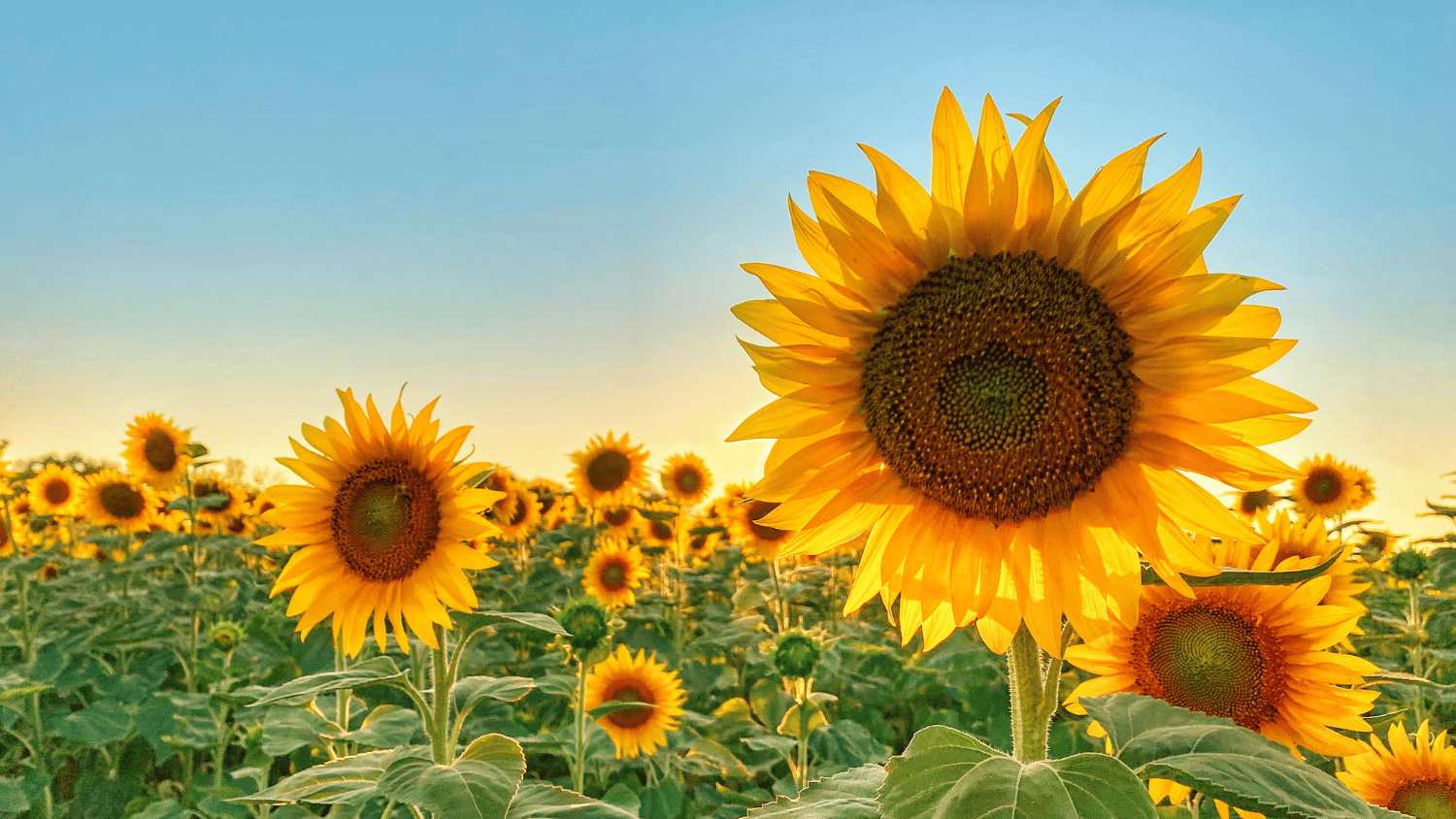 A field of sunflowers on a sunny day.