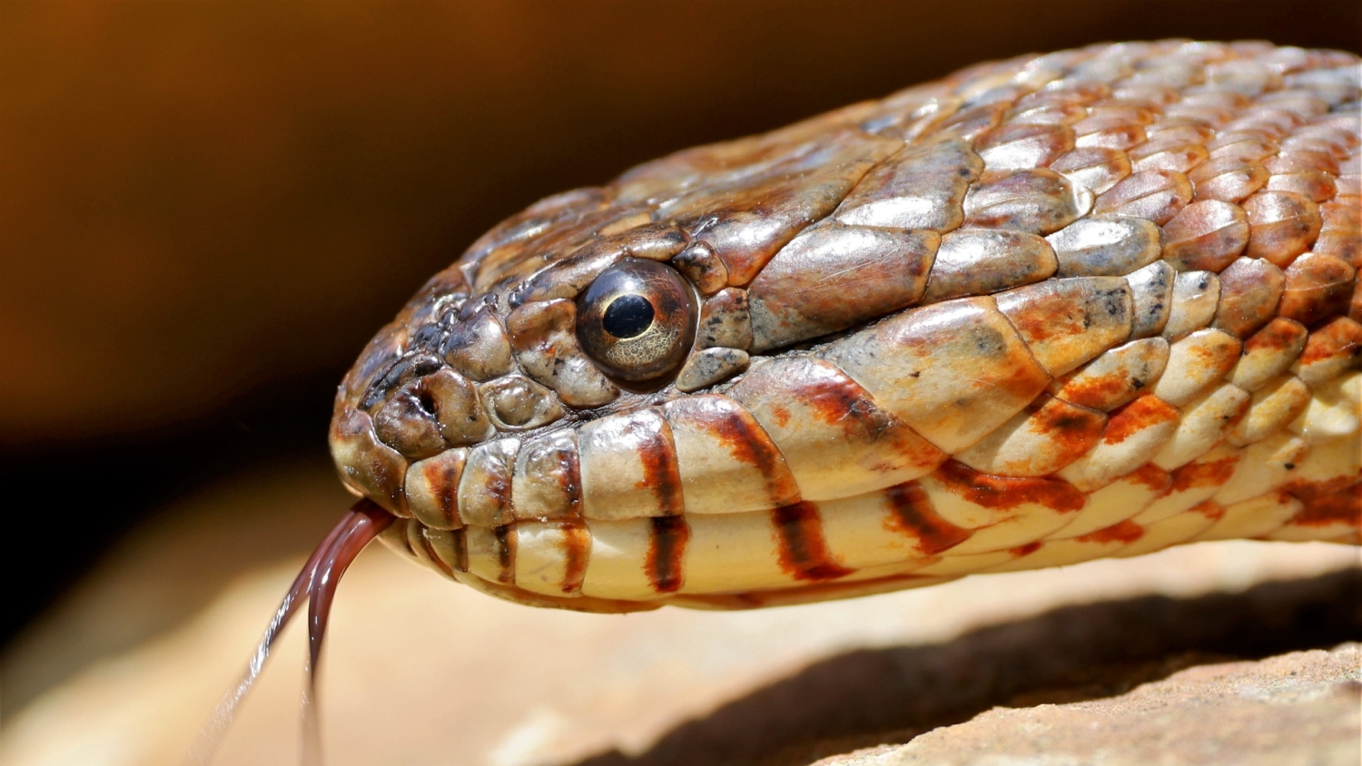 A Northern water snake