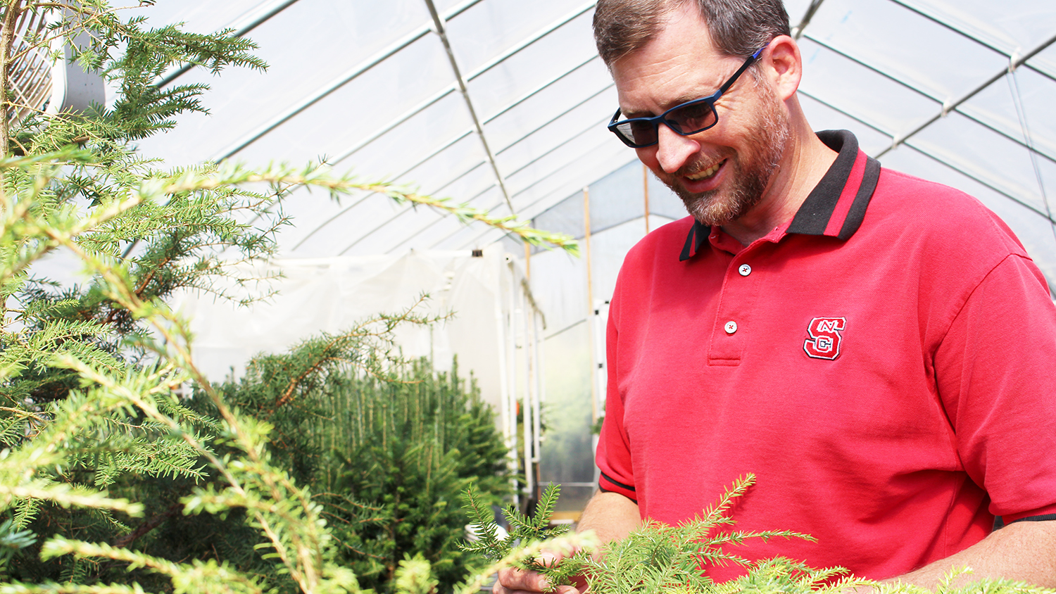 Ben Smith examines a hemlock tree.