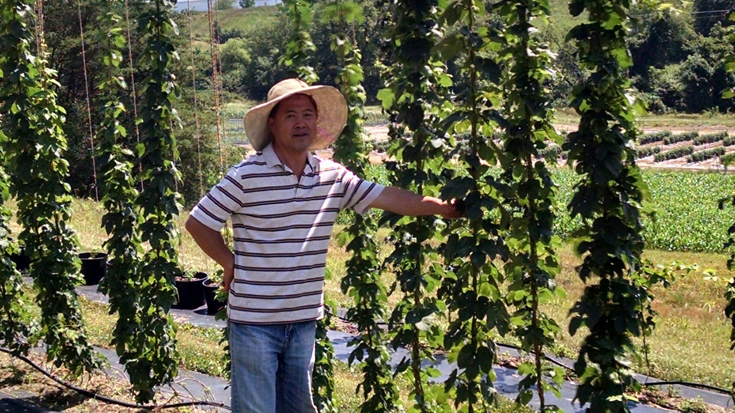 Luping Qu stands beside a hops trellis.