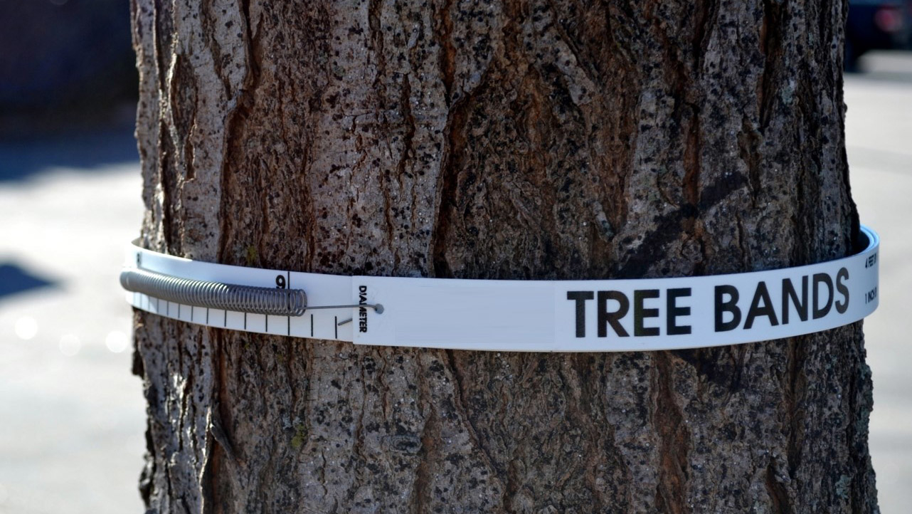 White band wrapped around a red maple tree trunk.