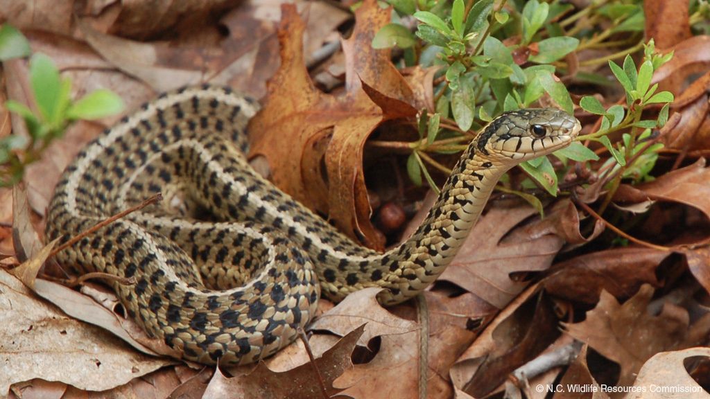 Garter snake