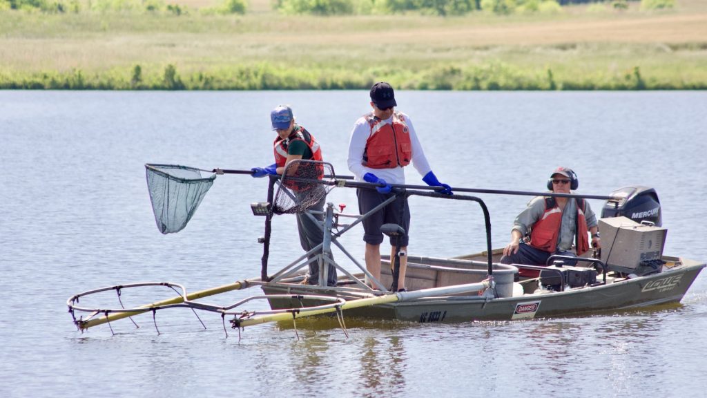 Tom Kwak and graduate student electrofishing