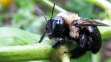 Carpenter bee life cycles