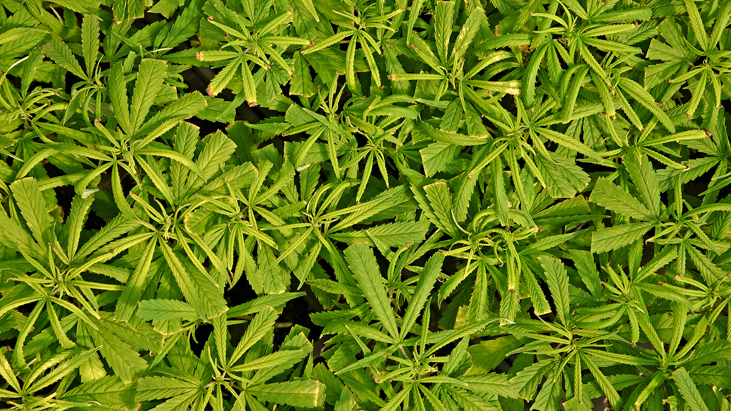 Hemp growing in a greenhouse