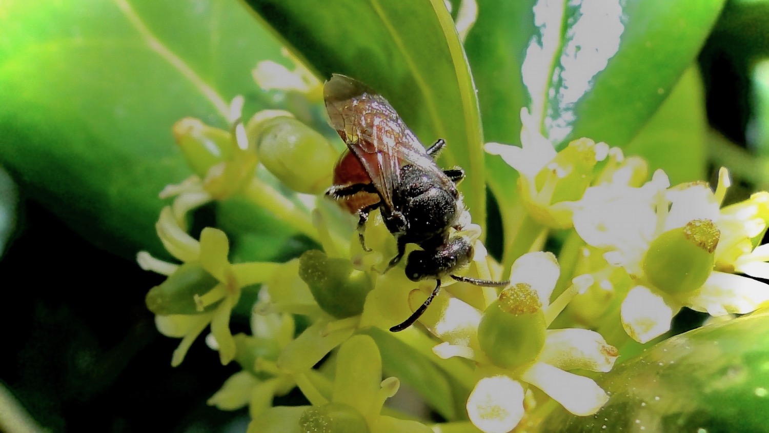 native bees on flowers