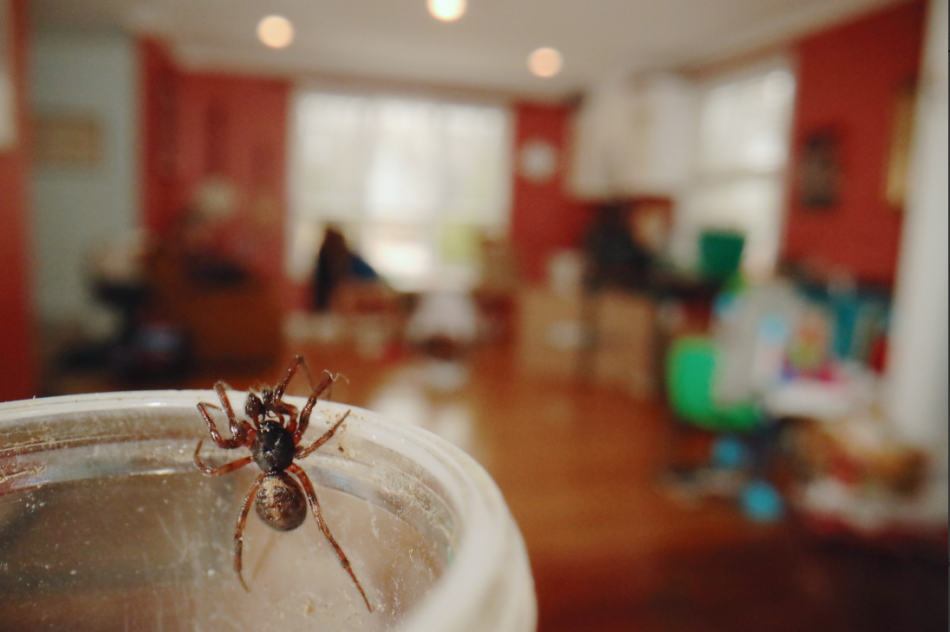 A Boreal Combfoot spider, Steatoda borealis