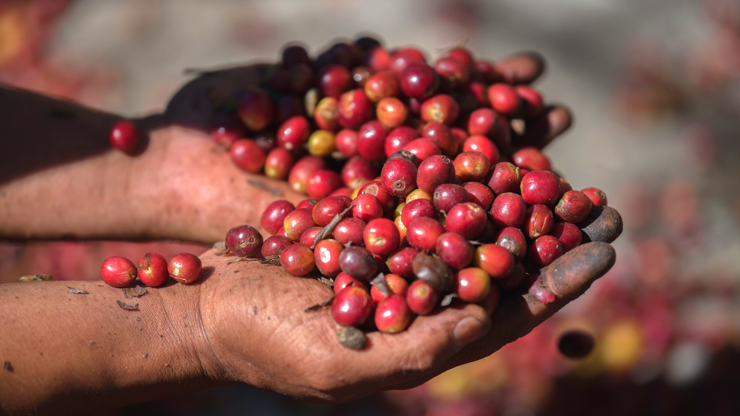 Coffee beans held in farmer's hands