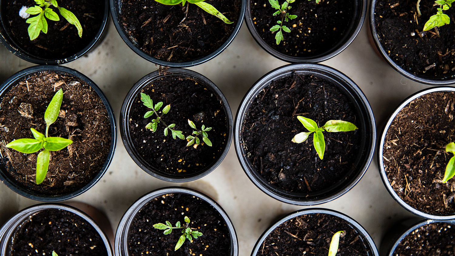 seedlings