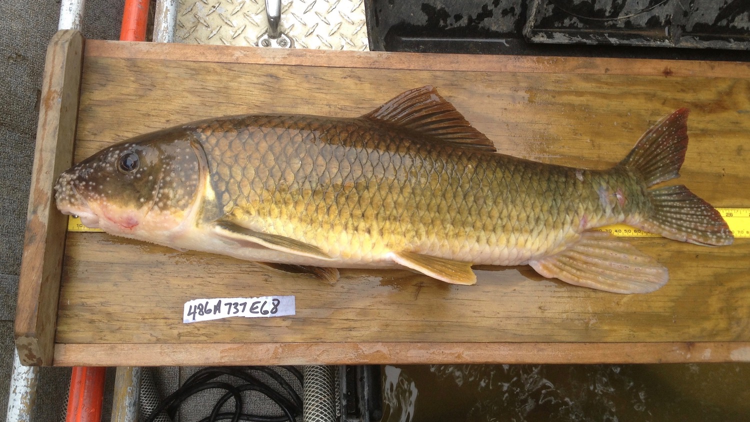 A robust redhorse, picture by Prof. Tom Kwak.