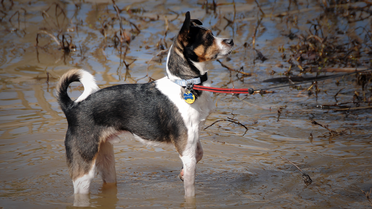 Dog looking at something off camera