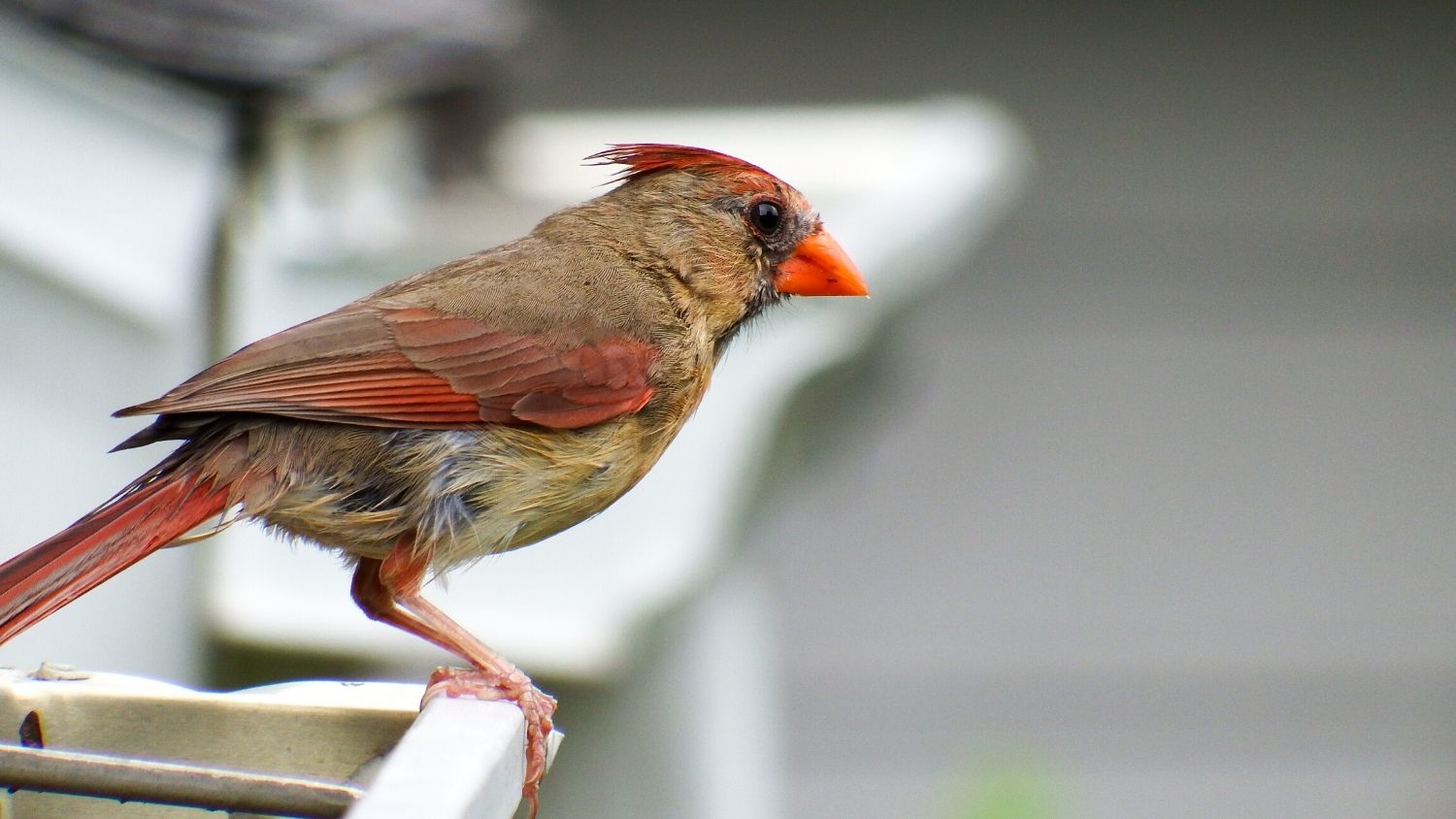 5 Tips for Getting into Birding, College of Natural Resources, female cardinal, courtesy Lauren McLaughlin, feature