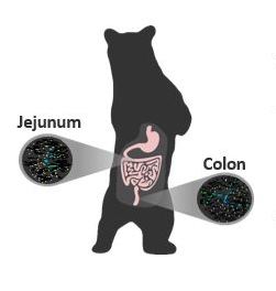 A schematic of the two areas sampled in bear guts for this study. Used with permission of Sierra J. Gillman