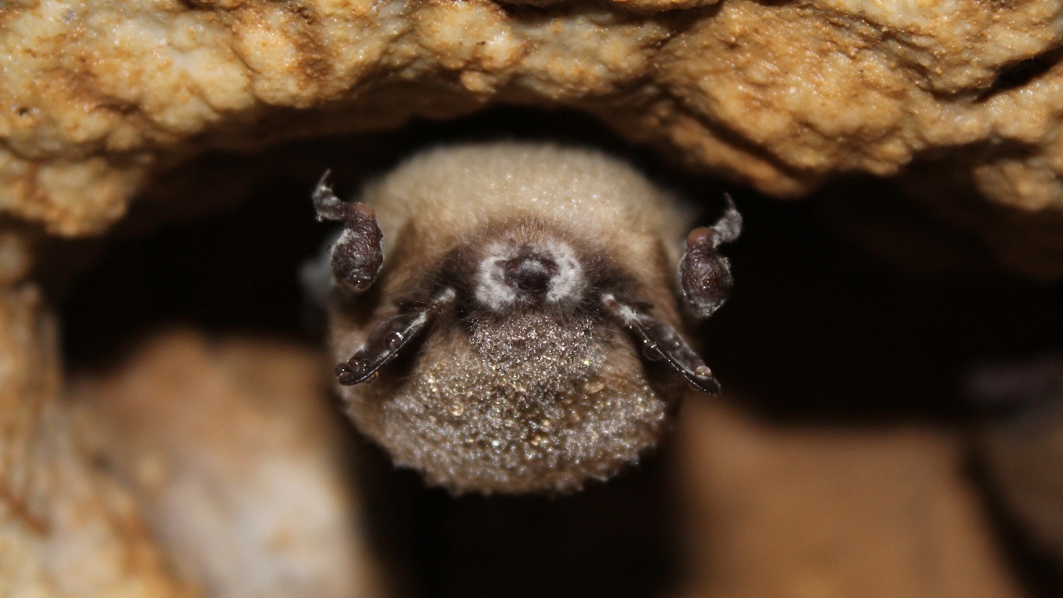 Little brown bats Photo courtesy of Joseph Hoyt, Virginia Tech.