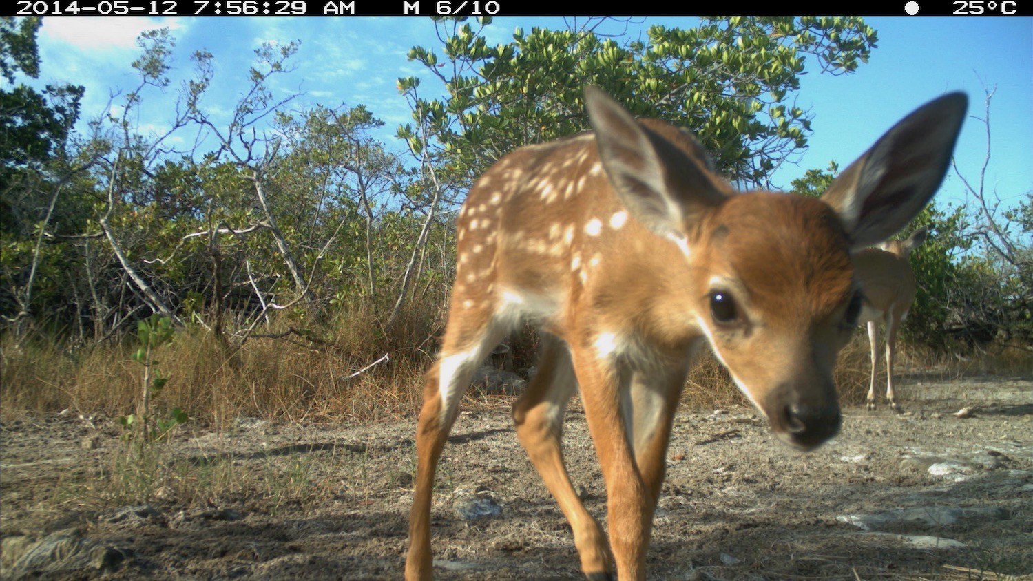 Camera trap image of a fawn Key deer courtesy of Mike Cove.