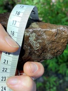 The underside of a small (~ 6 cm in length) emergent rock in a restored stream with three egg masses (white-colored areas) representing multiple taxa. Image provided by Samantha Jordt.