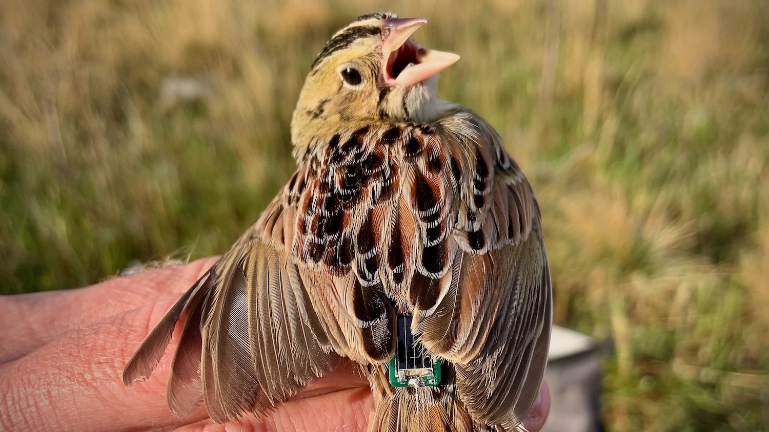 Henslow's Sparrow with tag