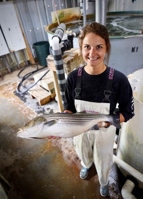 Linnea Andersen holding a striped bass in an aquaculture facility