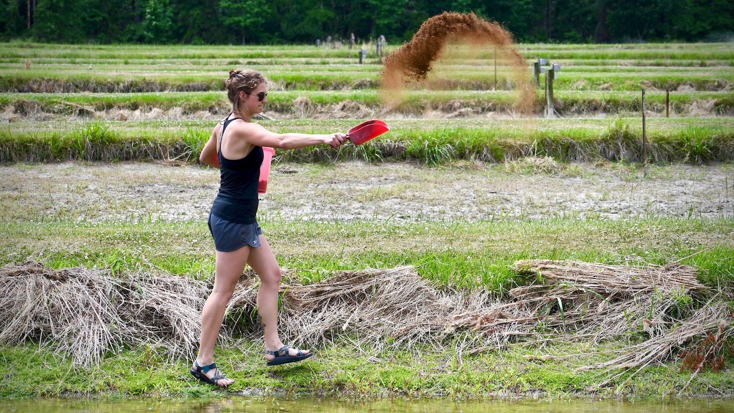 Linnea Andersen fertilizing the striped bass