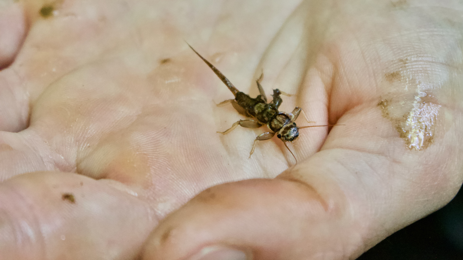 A researcher holds an aquatic invertebrate