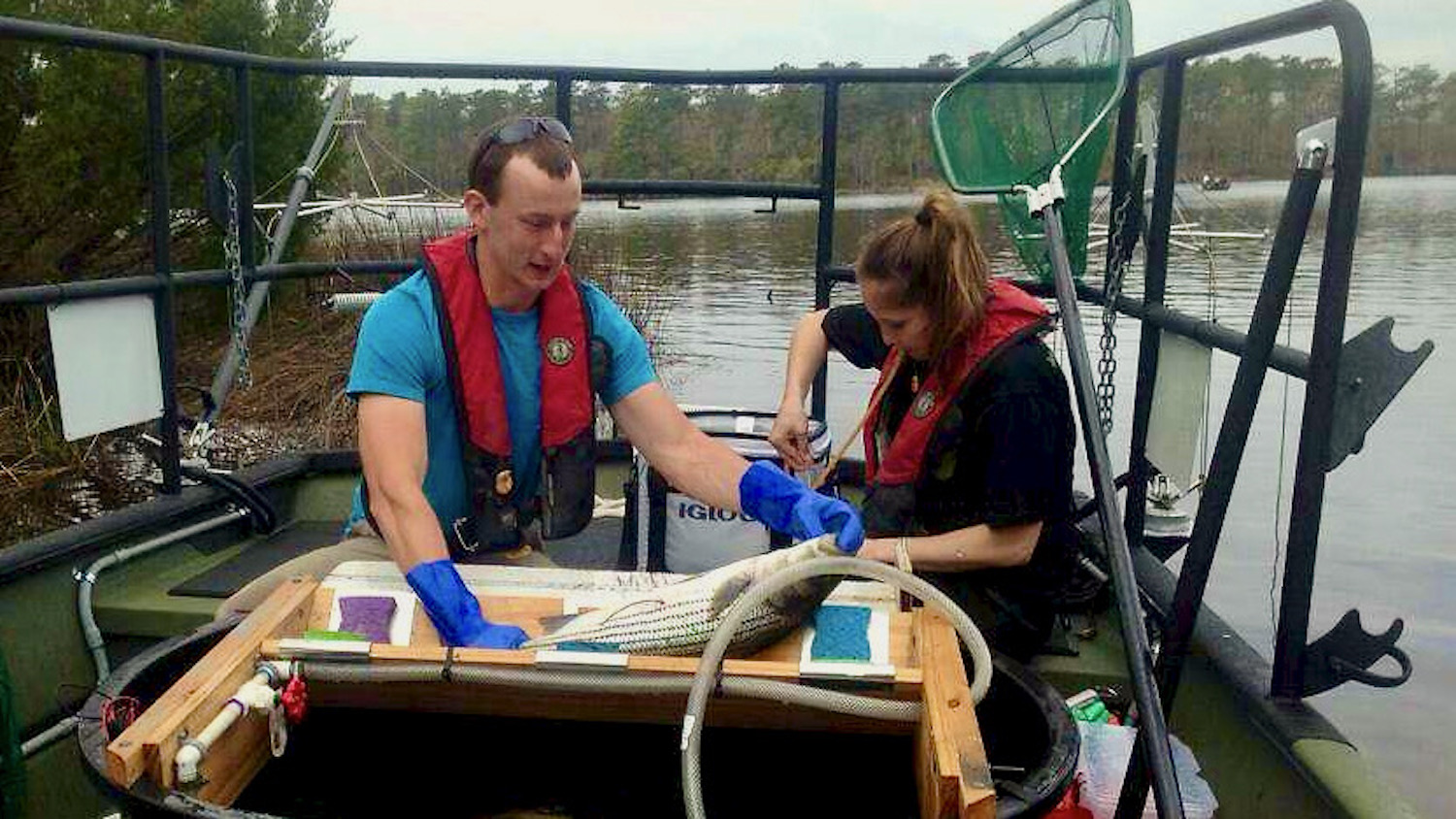 Cara Kowalchyk sampling fish