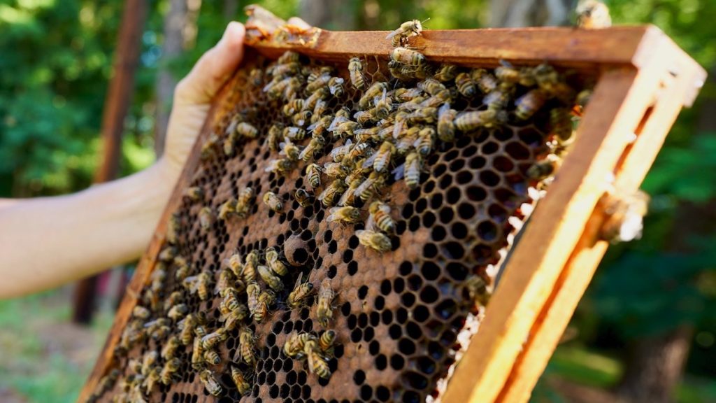 Honey bees on a honey comb being held by a researcher