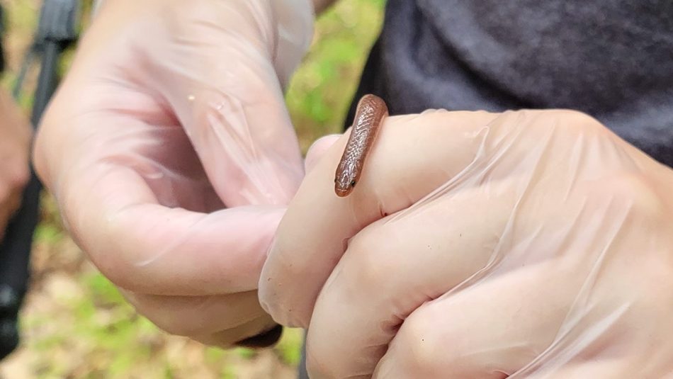 Alex Nelson holds a worm snake while wearing gloves