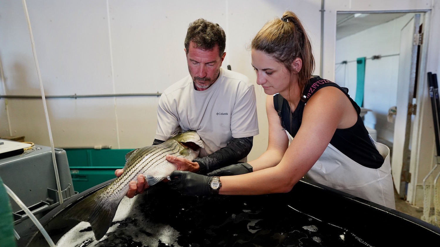 The StriperHub team extracting samples from farmed striped bass.