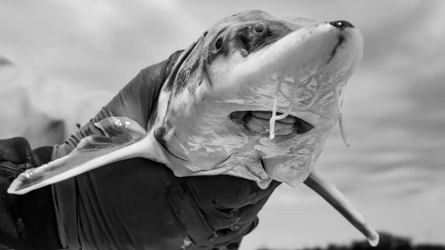 A fisherman holds a sturgeon