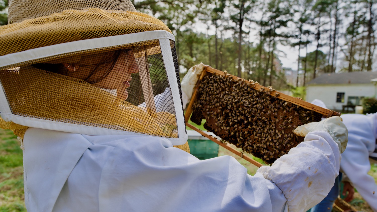 A beekeeper looks for a queen bee in a hive.