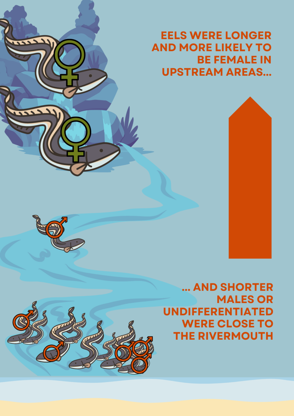 American Eel 101 with Ambar Torres Molinari | Applied Ecology