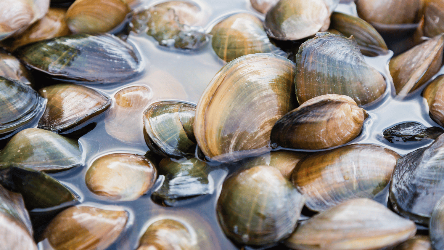 A group of mussels in water