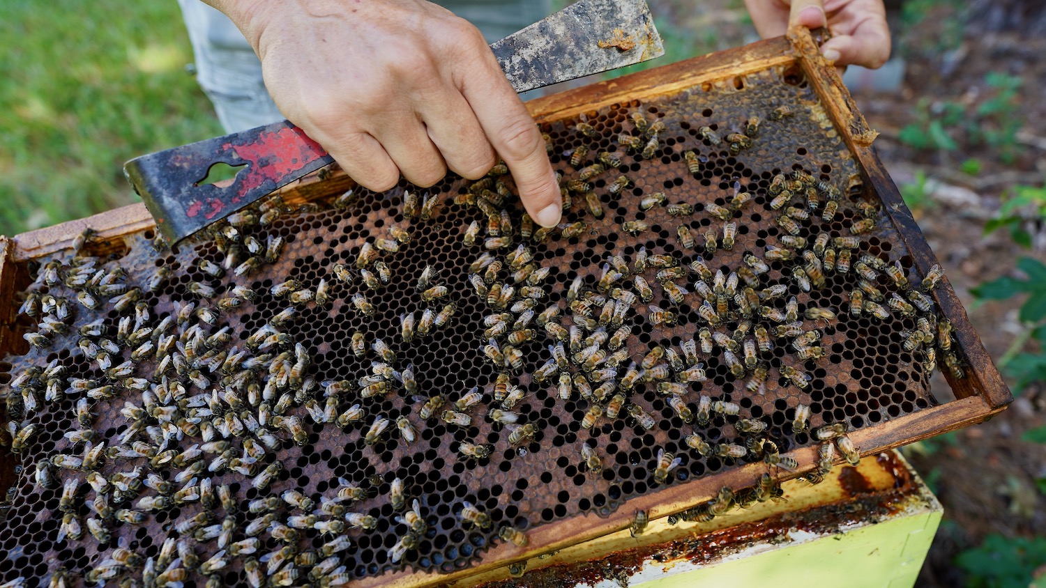 A bee keeper pointing to a cell where a honey bee is hatching.