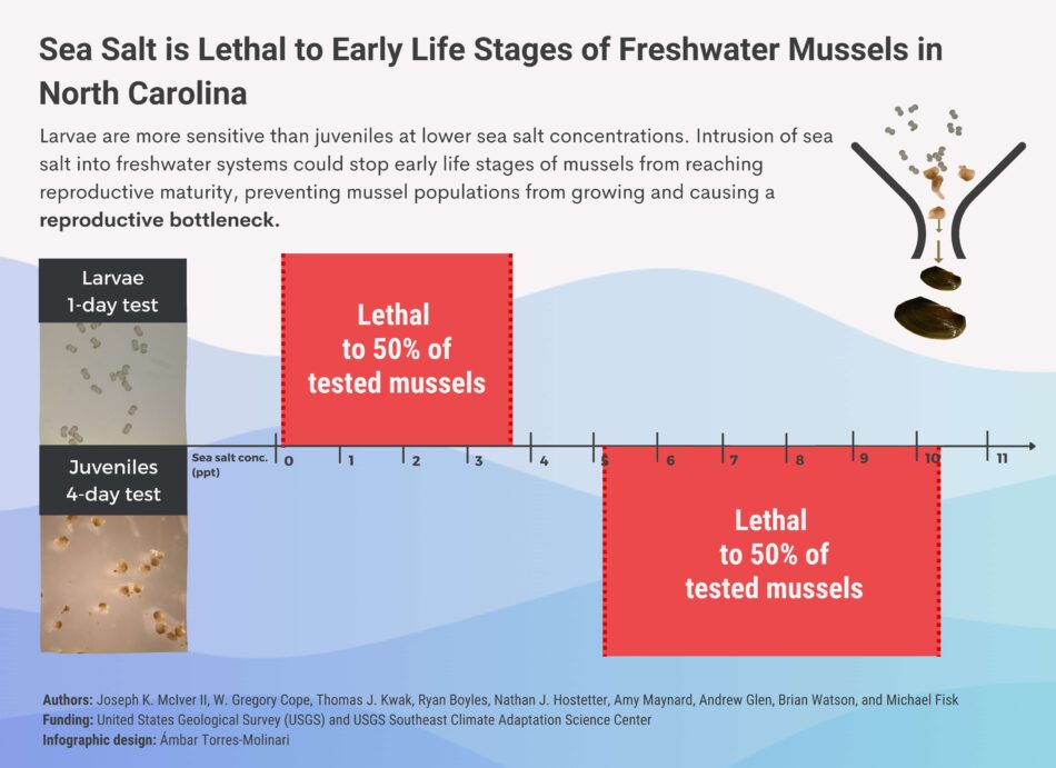 An infographic demonstrating how salt water concentrations are lethal to early life stages of freshwater mussels. 