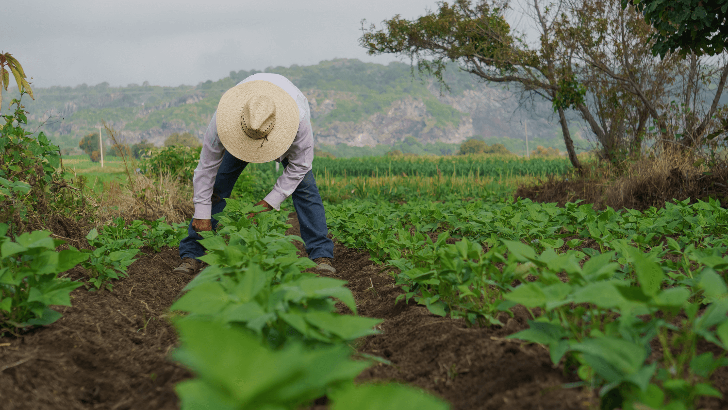 A farmworker collecting a crop in a field