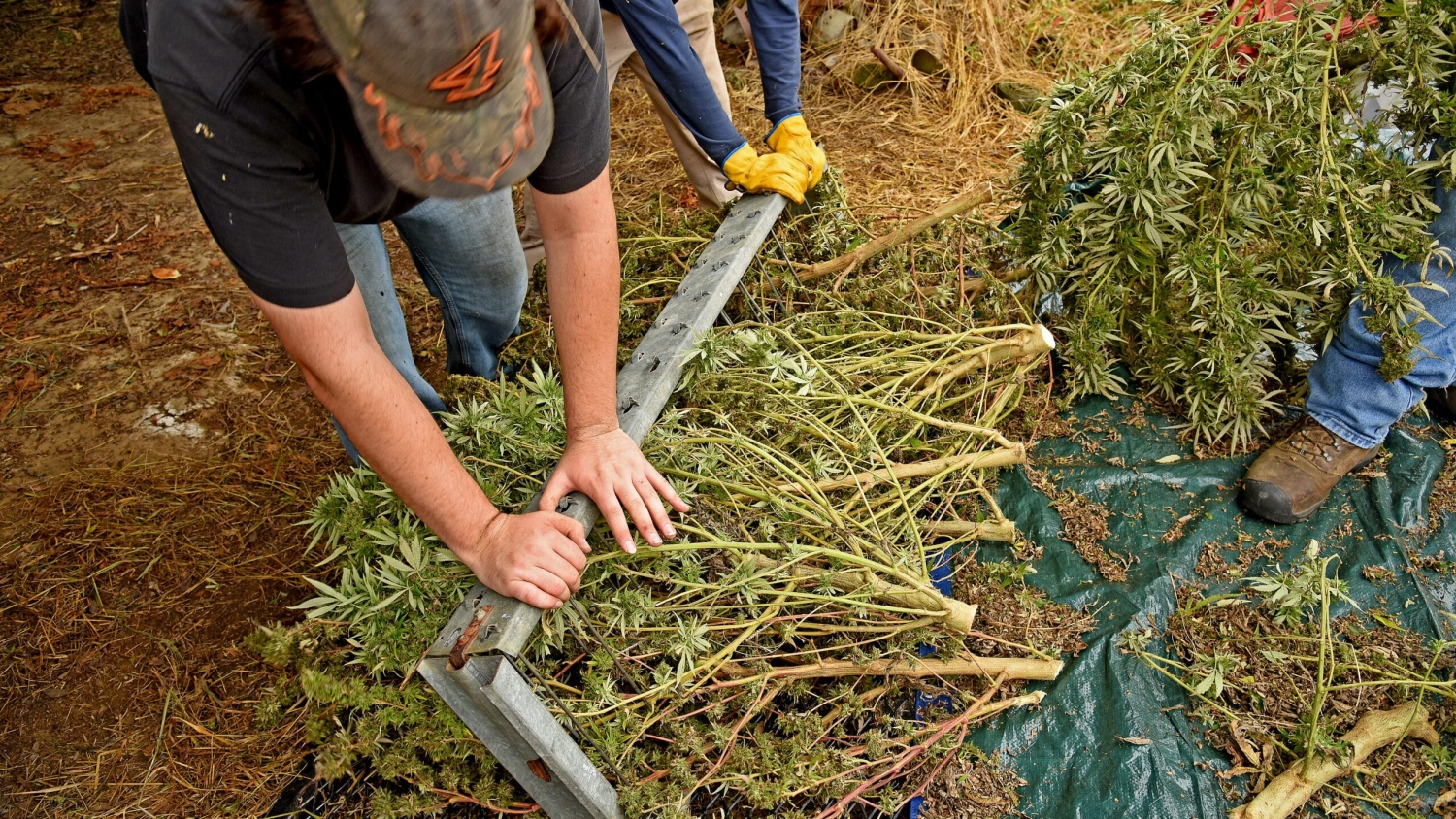 Workers hang hemp plants to dry.