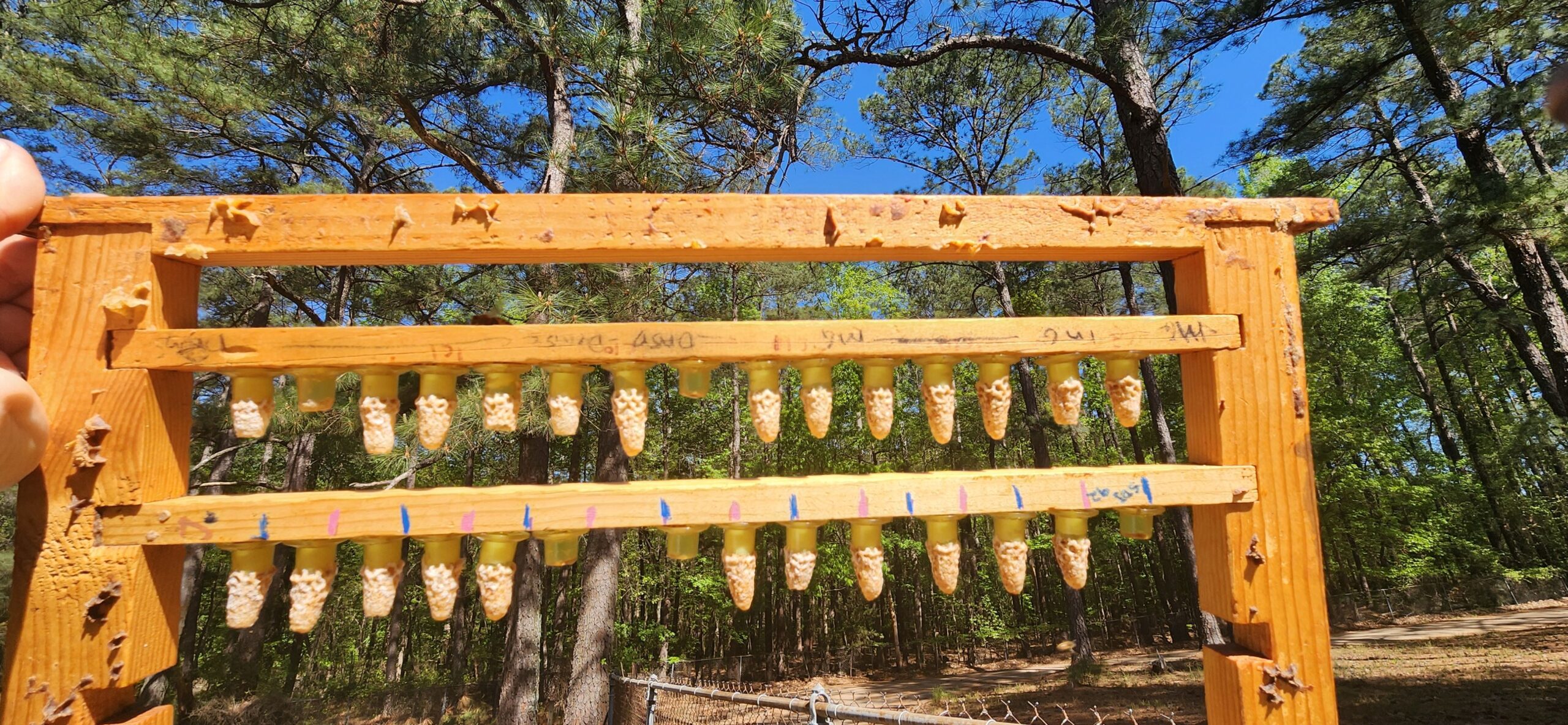 Queen honey bee cells hang from a wooden frame.