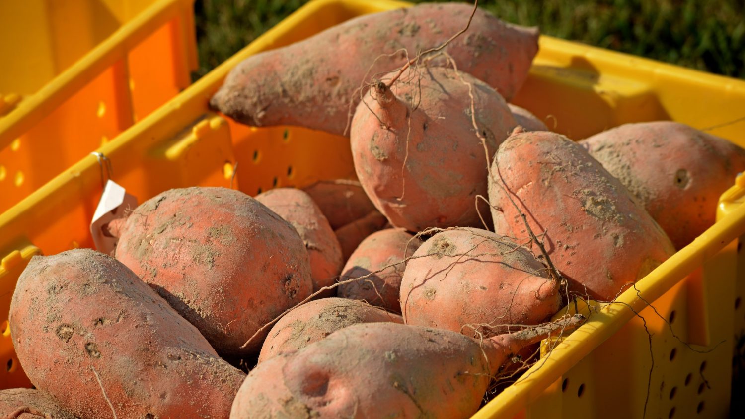 New: 2020 Sweet Potato Enterprise Budget | Agricultural and Resource
