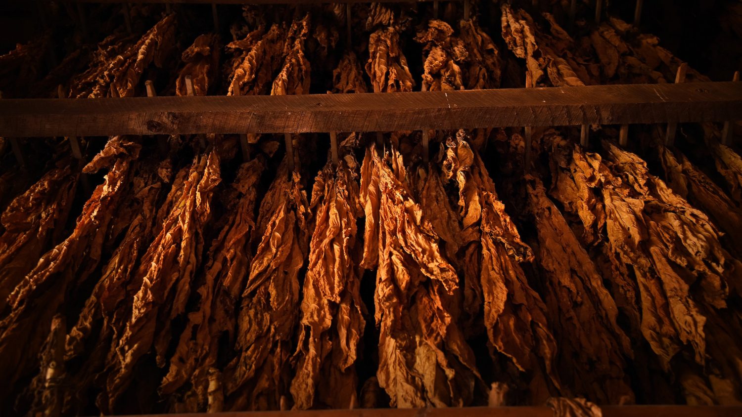 Tobacco cures in a barn at the Mountain Research Station and farms in Haywood County.