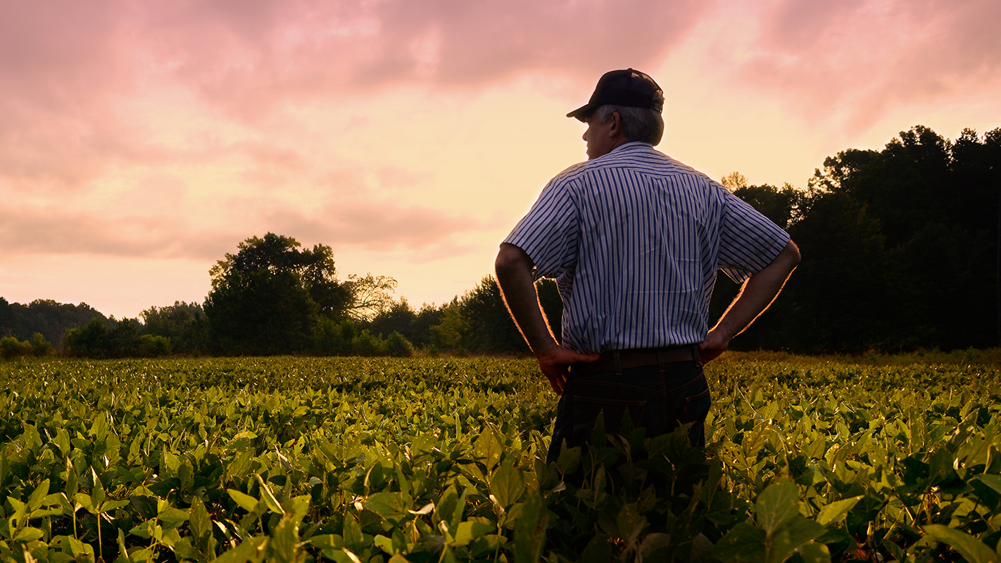 Farmer out standing in his soybean field.